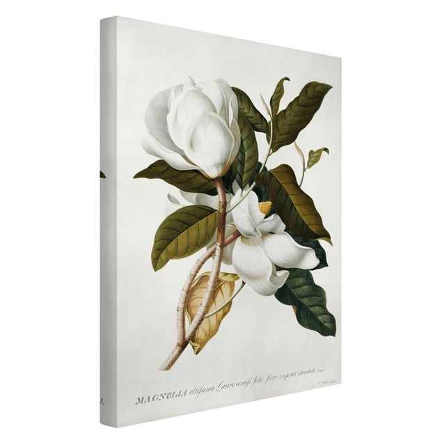 Lienzos de flores Georg Dionysius Ehret - Magnolia