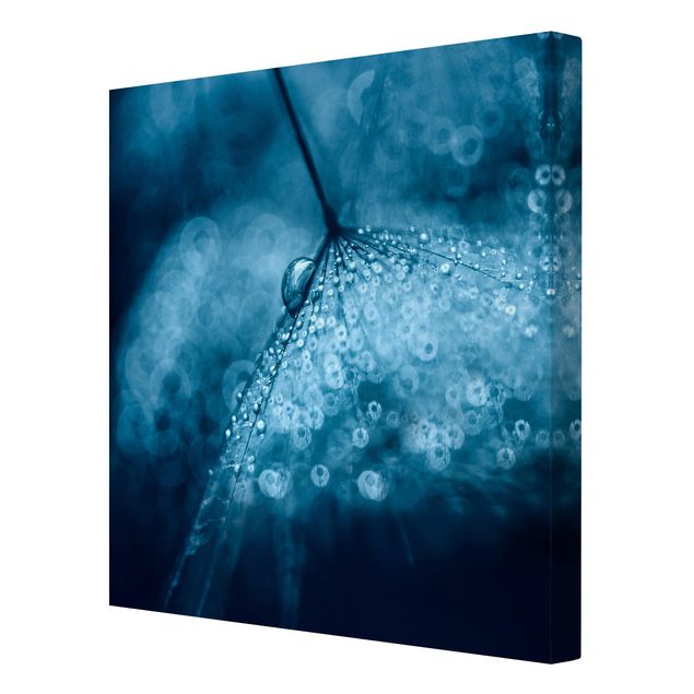 Cuadros en tonos azules Blue Dandelion In The Rain