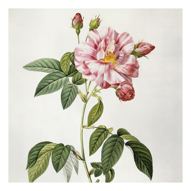 Lienzos flores Pierre Joseph Redoute - Pink Gallica Rose