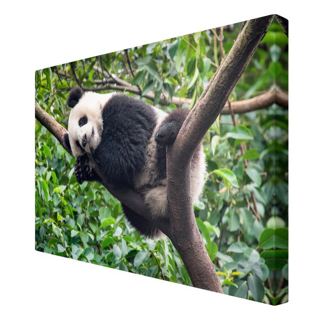 Lienzos de paisajes Sleeping Panda On Tree Branch