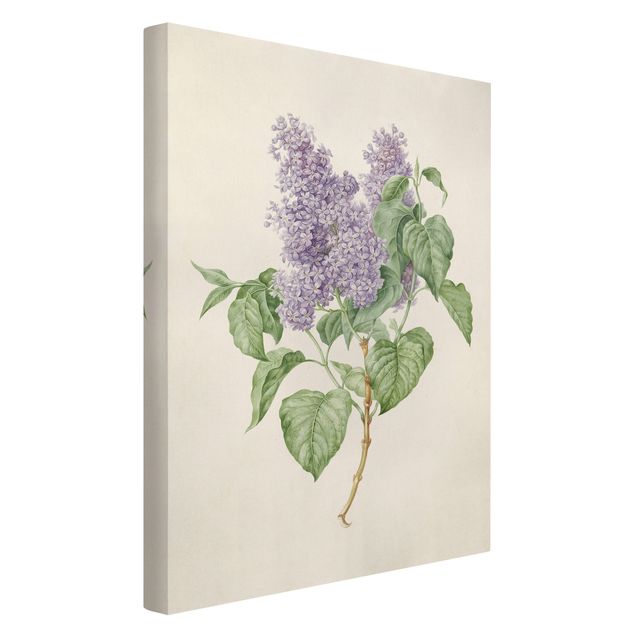 Lienzos flores Maria Geertruyd Barber-Snabilie - Lilac