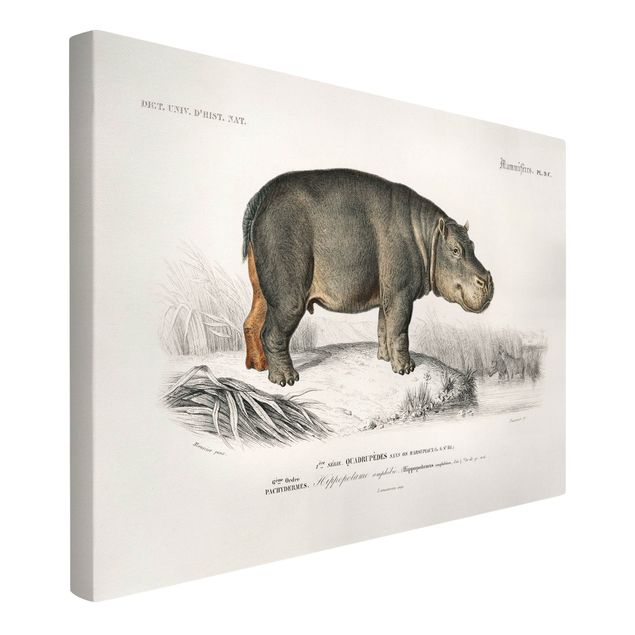 Cuadros caballos Vintage Board Hippo