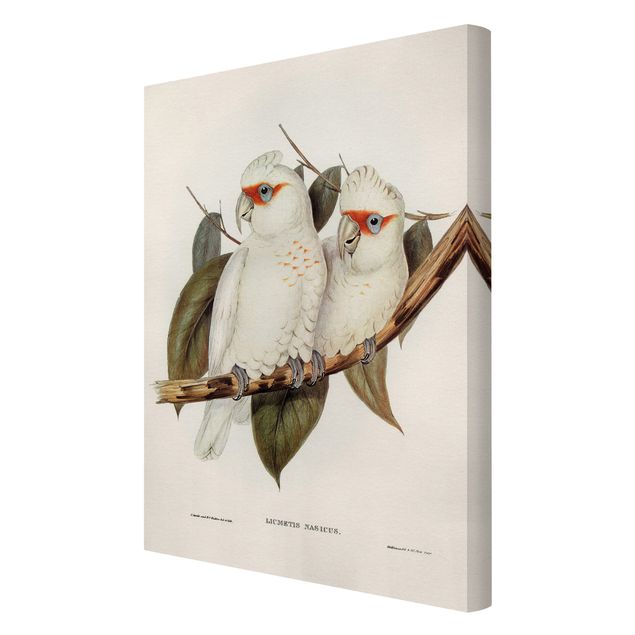 Cuadros Vintage Illustration White Cockatoo