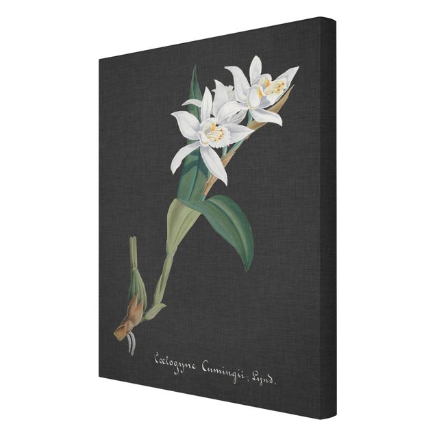 Cuadros flores White Orchid On Linen II