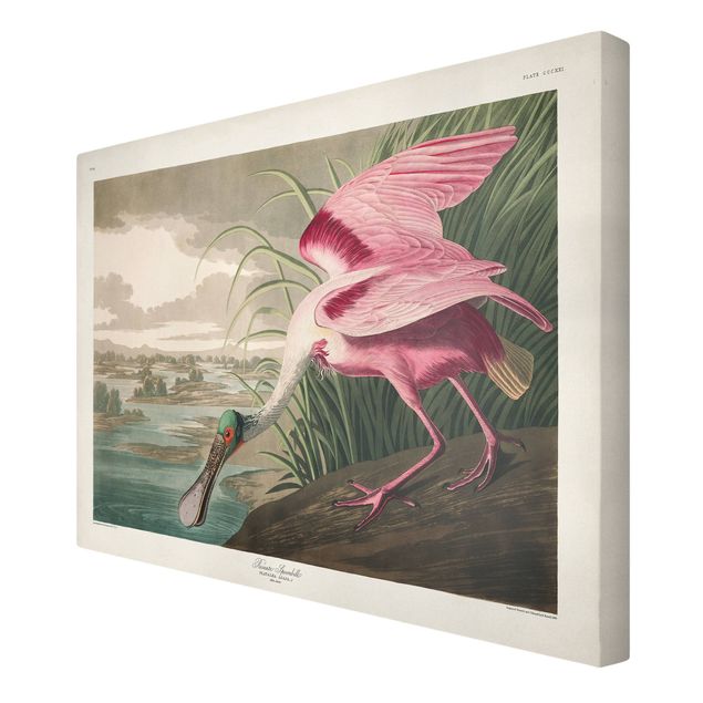 Lienzos de animales Vintage Board Pink Sturgeon