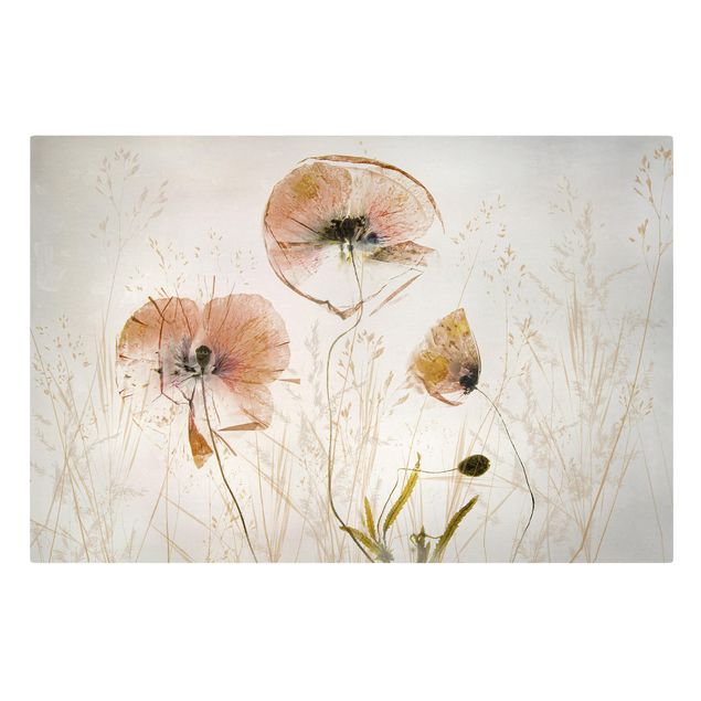 Cuadros en lienzo de flores Dried Poppy Flowers With Delicate Grasses