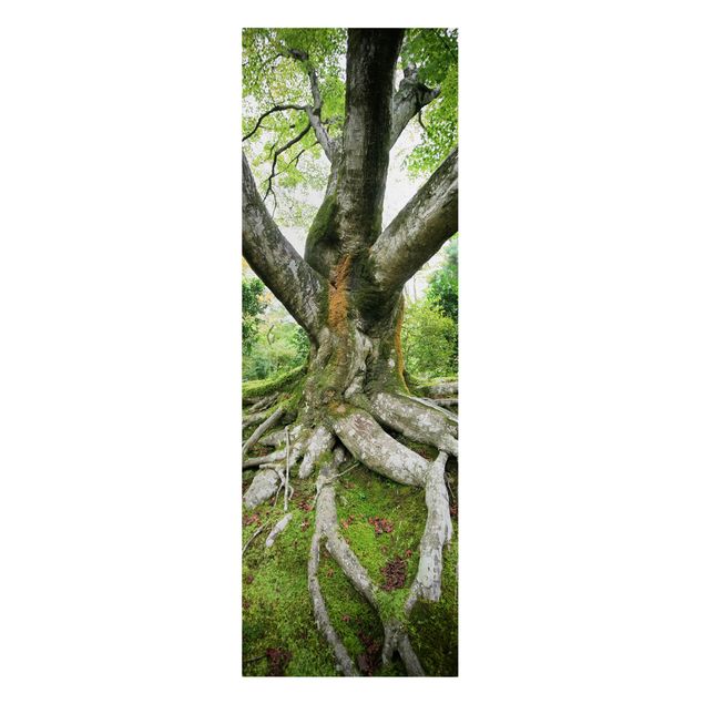 Lienzo bosque Old Tree