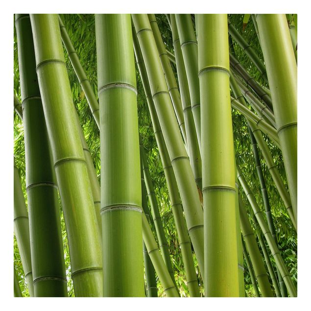 Cuadro con paisajes Bamboo Trees