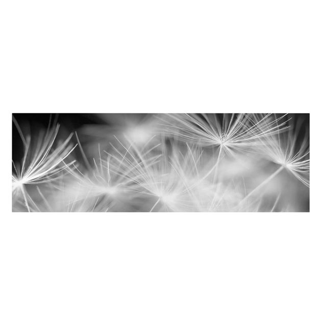 Lienzos en blanco y negro Moving Dandelions Close Up On Black Background