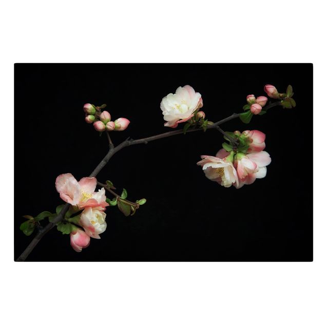 Cuadros Blossoming Branch Apple Tree