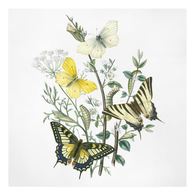 Cuadros de plantas British Butterflies III