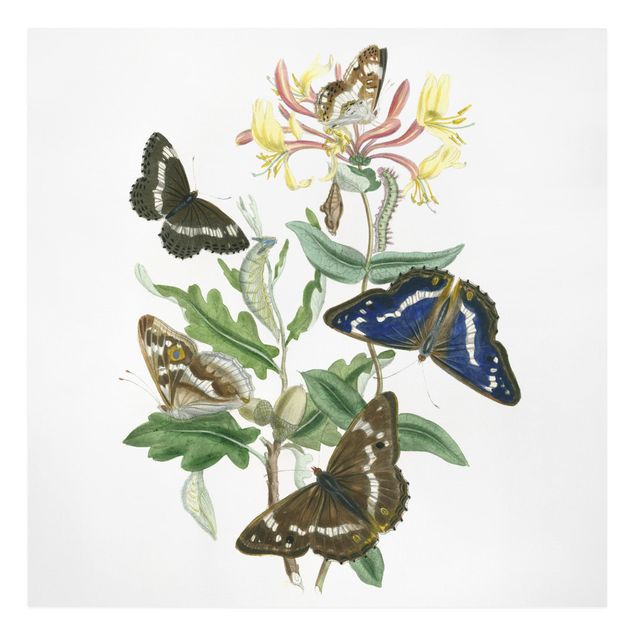 Lienzos de flores British Butterflies IV