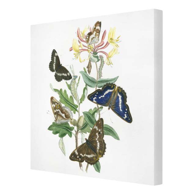 Cuadros plantas British Butterflies IV