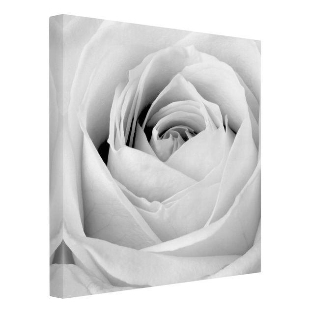 Lienzos en blanco y negro Close Up Rose