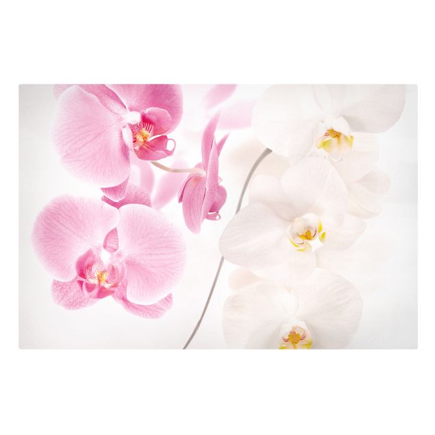 Lienzos flores Delicate Orchids