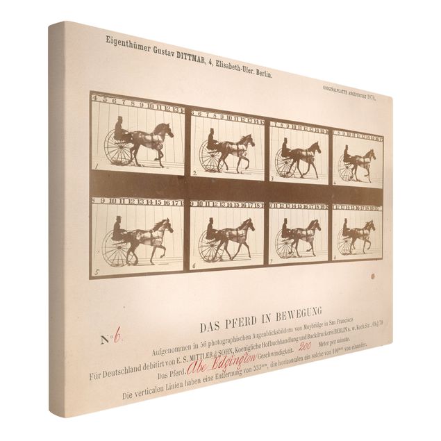 Cuadros famosos Eadweard Muybridge - The horse in Motion