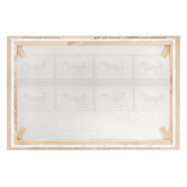 Reproducciónes de cuadros Eadweard Muybridge - The horse in Motion