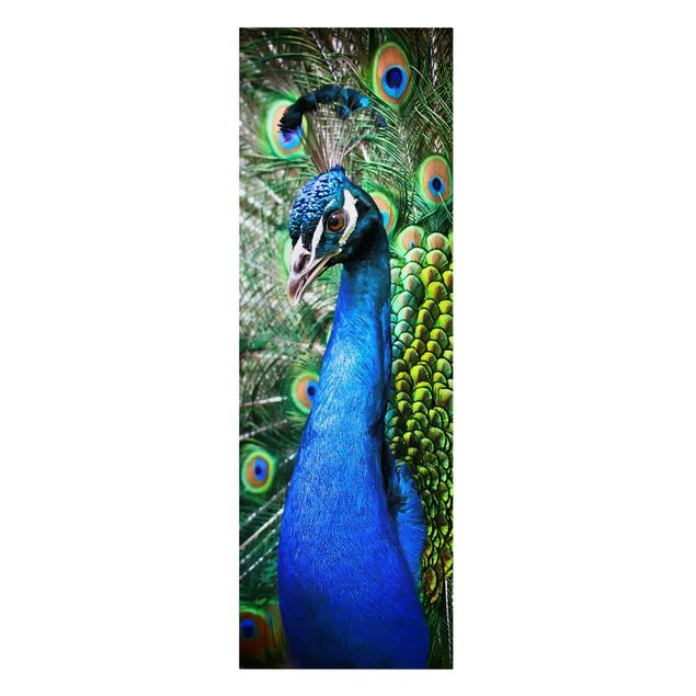 Cuadros decorativos modernos Noble Peacock