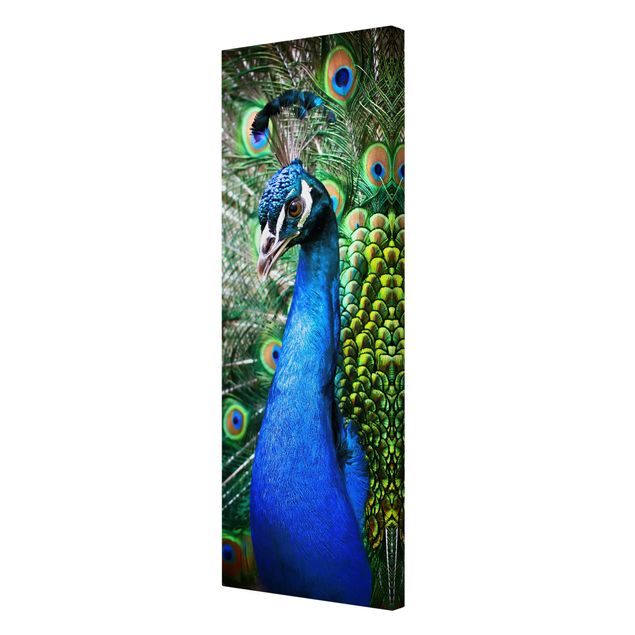 Cuadro azul Noble Peacock