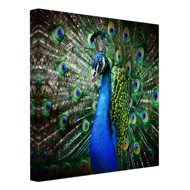 Lienzos animal Noble Peacock