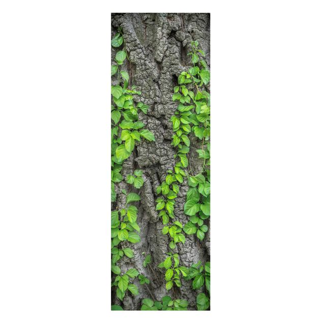Cuadros de plantas Ivy Tendrils Tree Bark