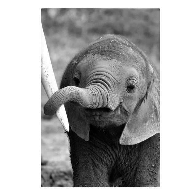 Lienzos animal Baby Elephant