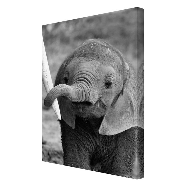 Cuadros modernos y elegantes Baby Elephant