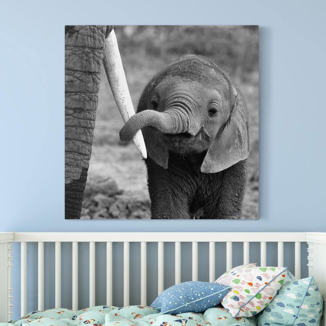 Lienzo de elefante Baby Elephant