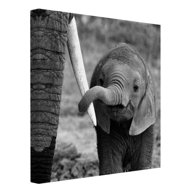 Lienzos en blanco y negro Baby Elephant