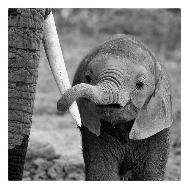 Lienzos de animales Baby Elephant