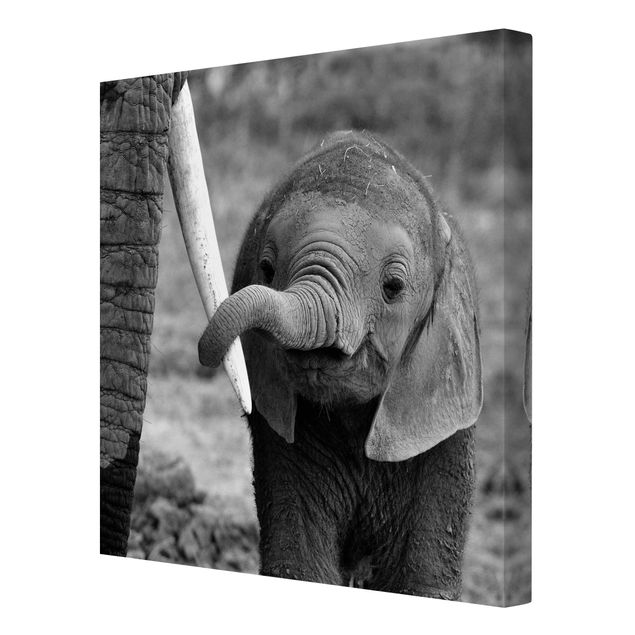 Cuadros decorativos modernos Baby Elephant