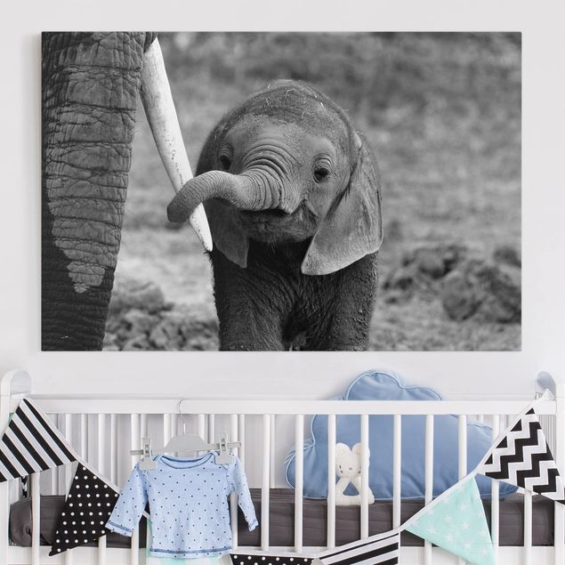 Lienzos elefantes Baby Elephant
