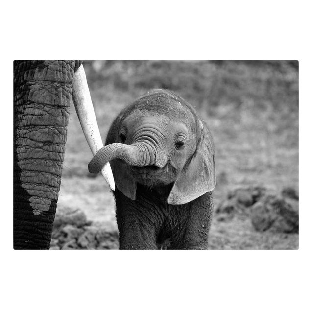 Lienzos animales Baby Elephant