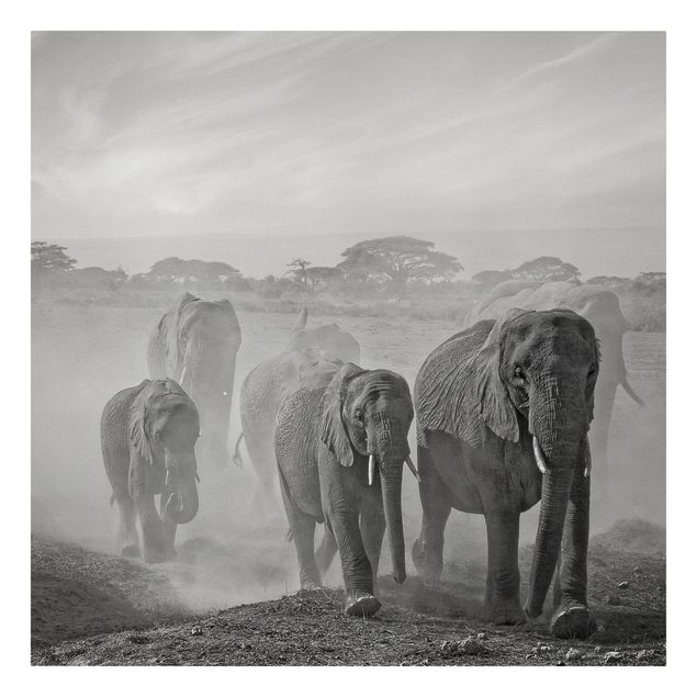 Lienzos en blanco y negro Herd Of Elephants