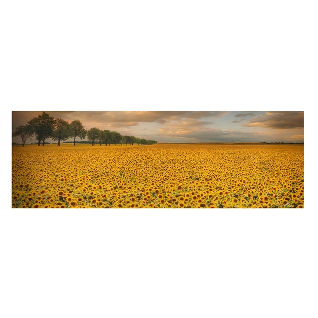 Lienzos flores Field With Sunflowers