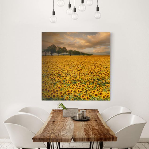 Lienzos de girasoles Field With Sunflowers
