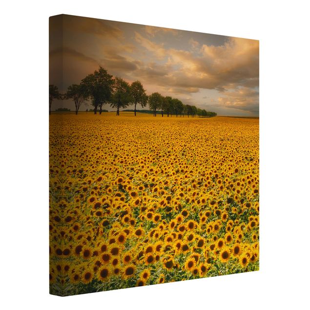 Cuadros de paisajes naturales  Field With Sunflowers