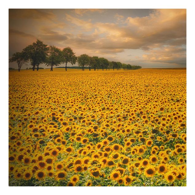 Lienzos ciudades del mundo Field With Sunflowers