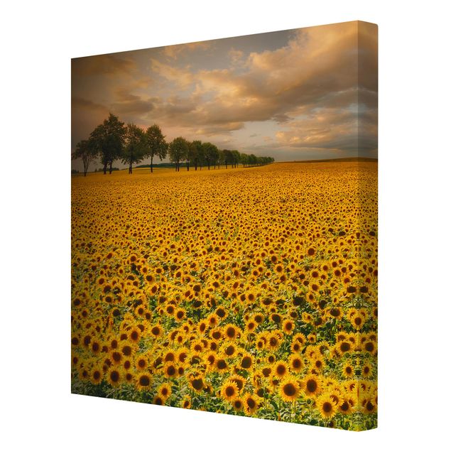 Cuadros en lienzo de flores Field With Sunflowers