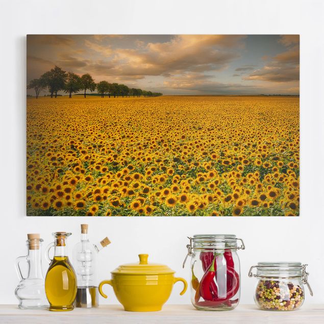 Cuadros de girasoles Field With Sunflowers