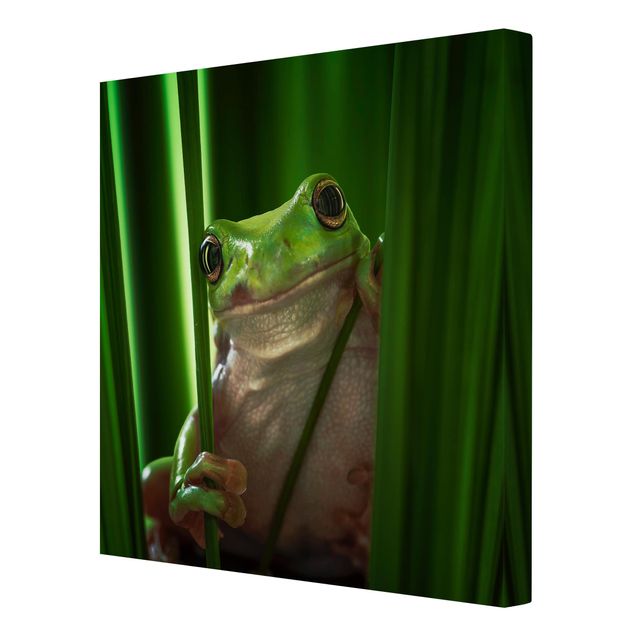 Cuadros modernos Merry Frog