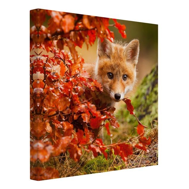 Lienzos paisajes Fox In Autumn