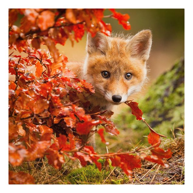 Lienzo bosque Fox In Autumn
