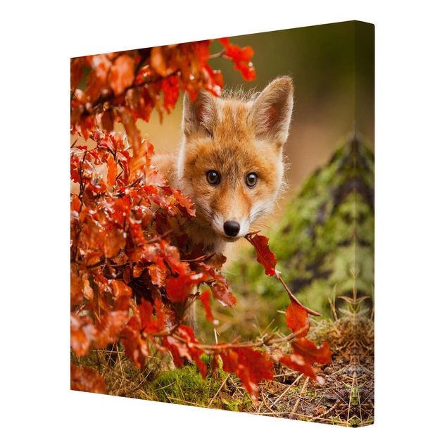 Lienzos animales Fox In Autumn