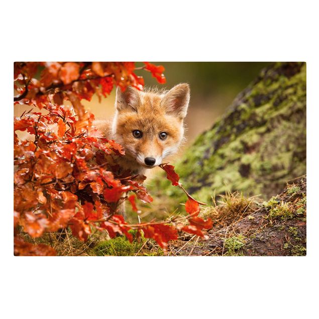 Lienzos de bosques Fox In Autumn