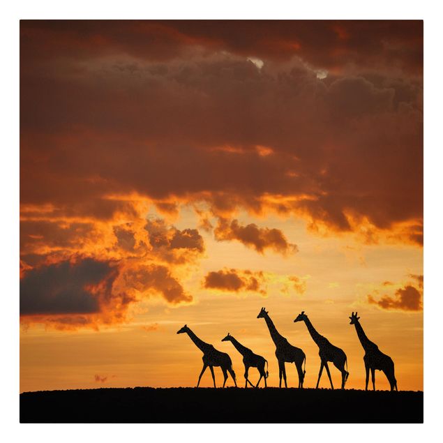 Lienzos de puesta de sol Five Giraffes