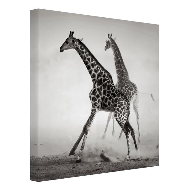 Lienzos blanco y negro Giraffe Hunt