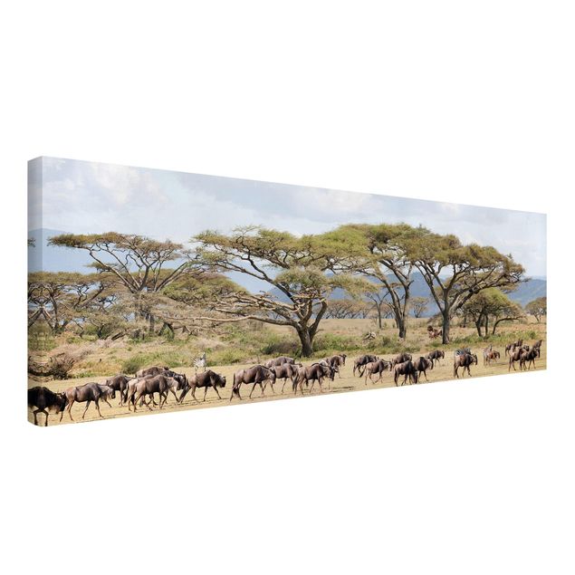 Cuadros de paisajes naturales  Herd Of Wildebeest In The Savannah