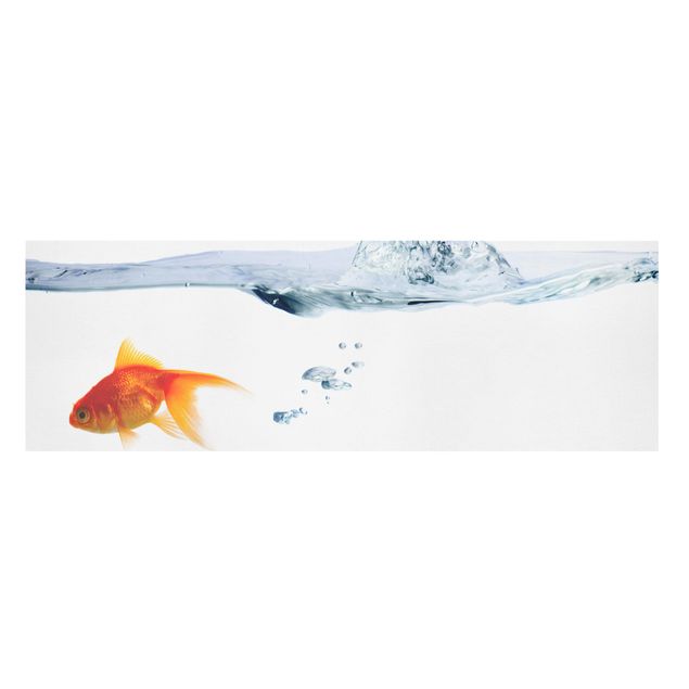 Cuadros animales Goldfish