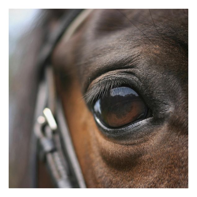 Cuadros de animales Horse Eye No.3